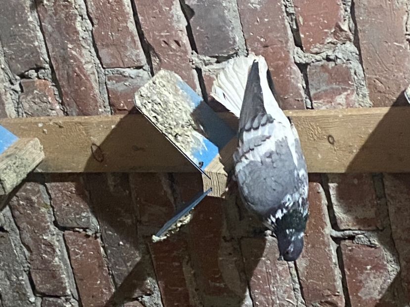 5FE0C036-D9EB-4F13-9F76-EE4E0FB1B1DE - Vargati cu dunga alba