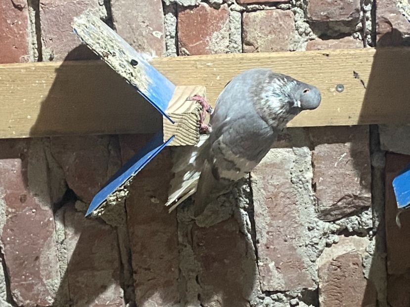 87A95BA4-1F6B-4F9B-B713-BB7DD8707779 - Vargati cu dunga alba