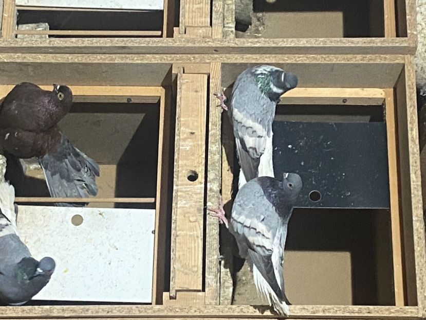 115EBB28-DC04-4445-B177-EAB4D791EF52 - Vargati cu dunga alba