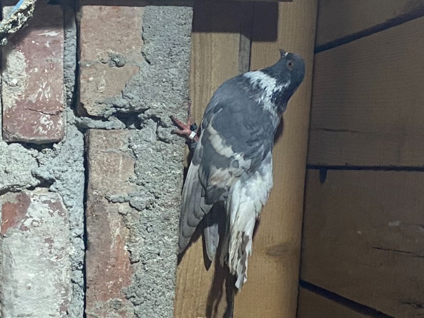 C8646A85-C846-4E3D-BC37-D759B9124A50 - Vargati cu dunga alba