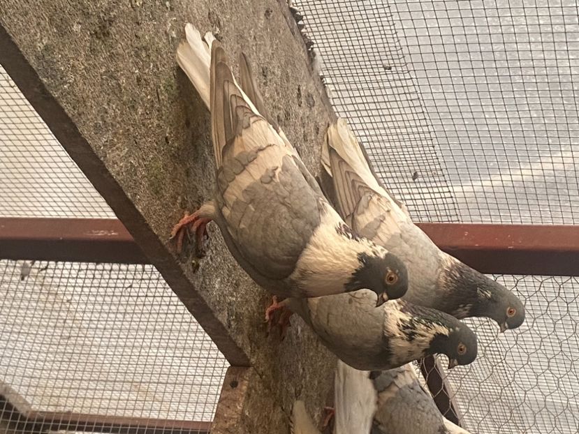 9015EBA8-5A92-4270-85D5-AAE05F2E175F - Vargati cu dunga alba