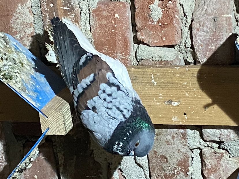 FC5EA2E5-7B85-40C6-B069-8E4AE65FB606 - Vargati codalbi