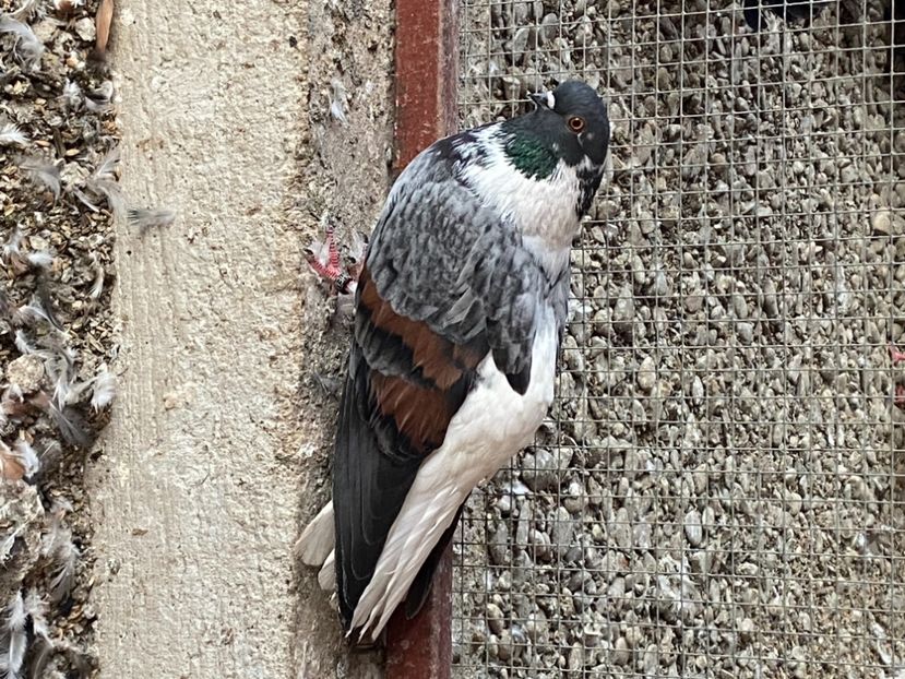 8E99ECE2-0098-457C-8821-10558CB4CA3A - Vargati codalbi