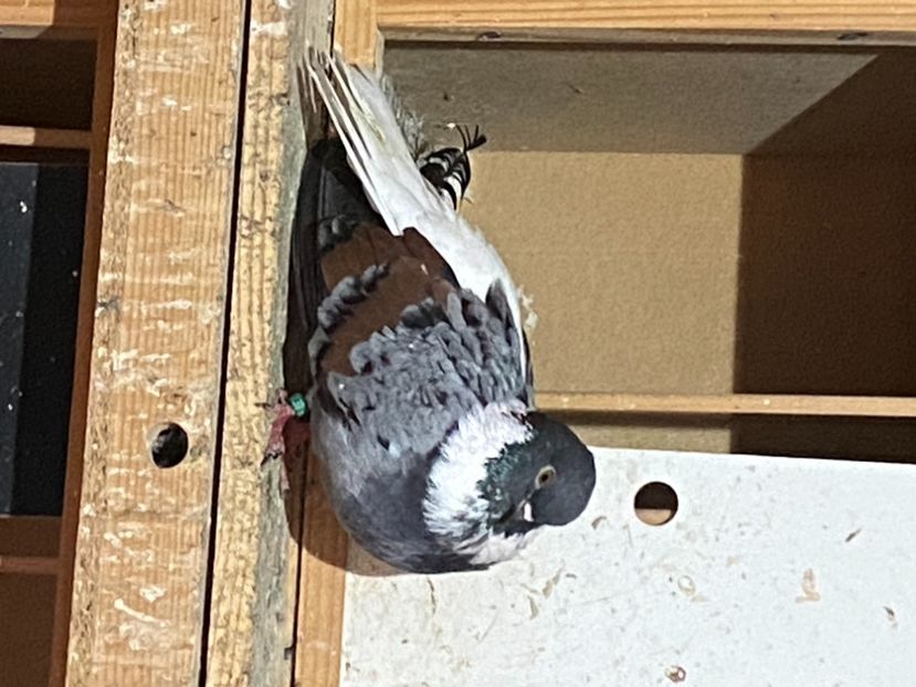 8A10160E-35C4-4B74-84C6-F0839BEF272D - Vargati codalbi