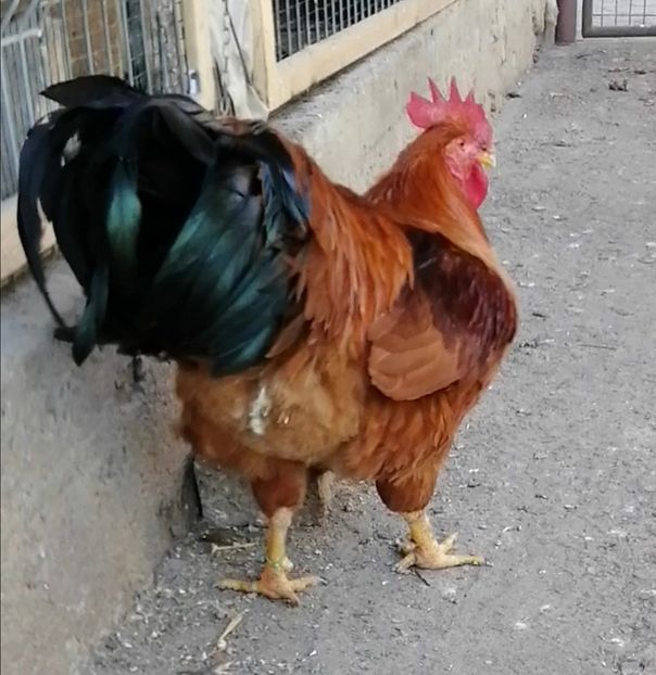 New Hampshire - 2022 New Hampshire