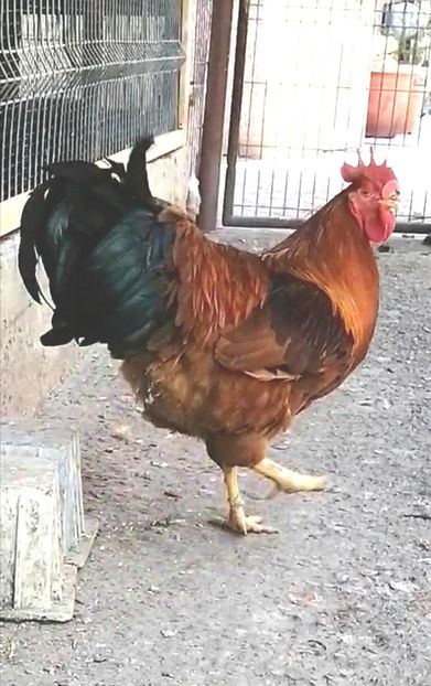 New Hampshire - 2022 New Hampshire