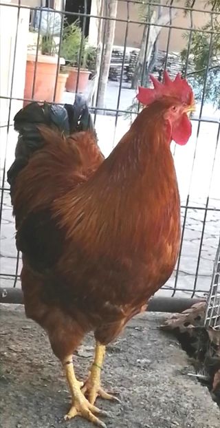 New Hampshire - 2022 New Hampshire