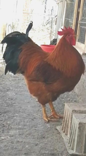 New Hampshire - 2022 New Hampshire