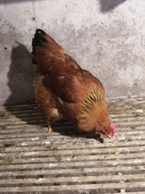 New Hampshire - 2022 New Hampshire