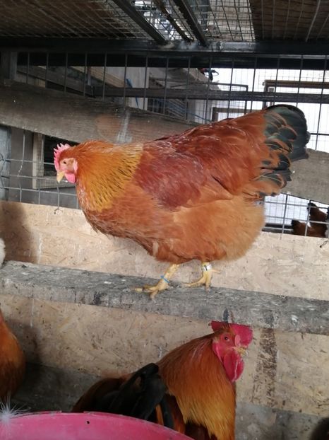 New Hampshire - 2022 New Hampshire