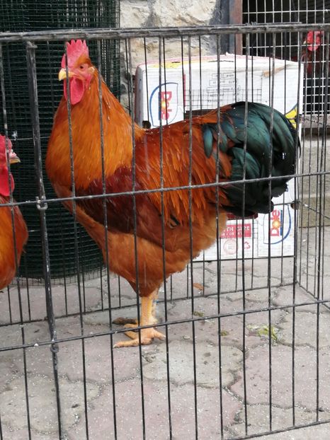 New Hampshire - 2022 New Hampshire