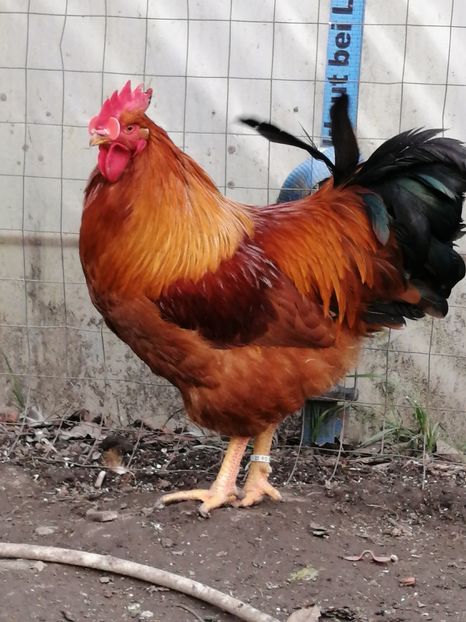 New Hampshire - 2022 New Hampshire