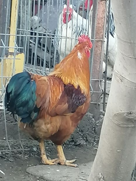 New Hampshire - 2022 New Hampshire