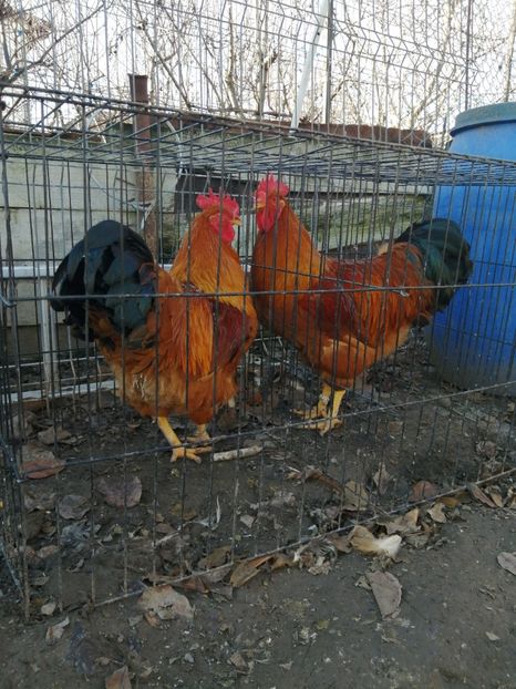 New Hampshire - 2022 New Hampshire