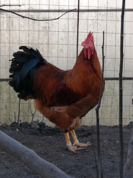 New Hampshire - 2022 New Hampshire