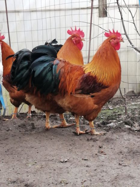 New Hampshire - 2022 New Hampshire