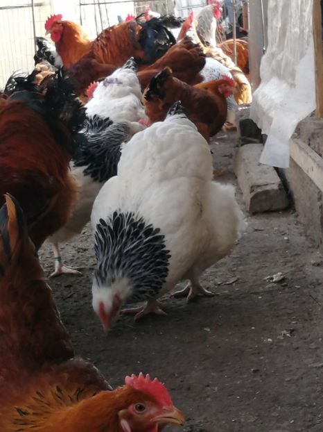 gaini Sussex - 2022 Sussex