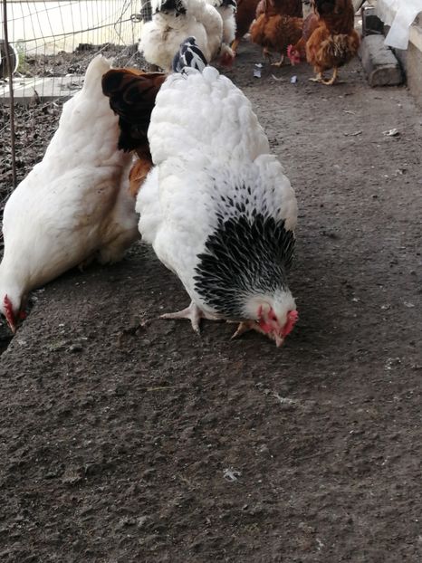 gaini Sussex - 2022 Sussex