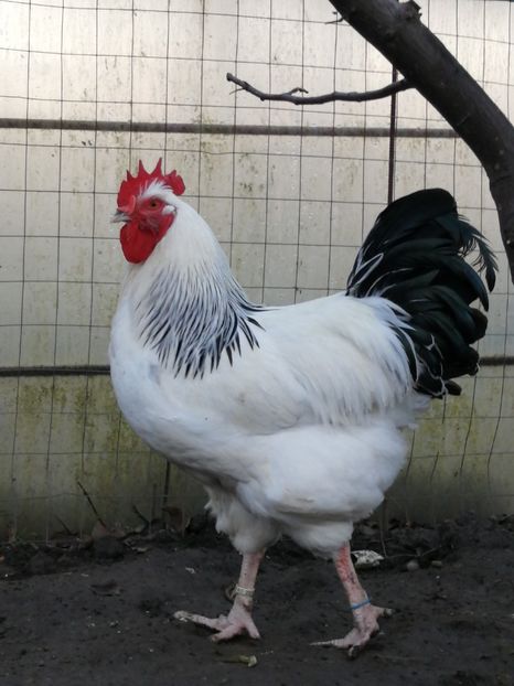 gaini Sussex - 2022 Sussex