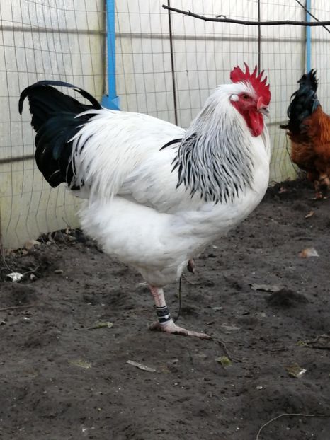 gaini Sussex - 2022 Sussex