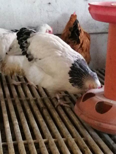 gaini Sussex - 2022 Sussex