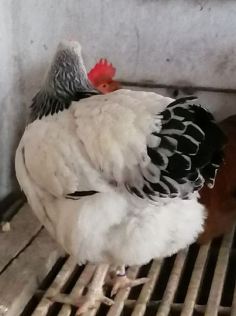 gaini Sussex - 2022 Sussex