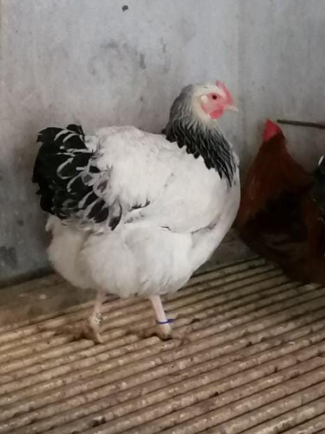 gaini Sussex - 2022 Sussex