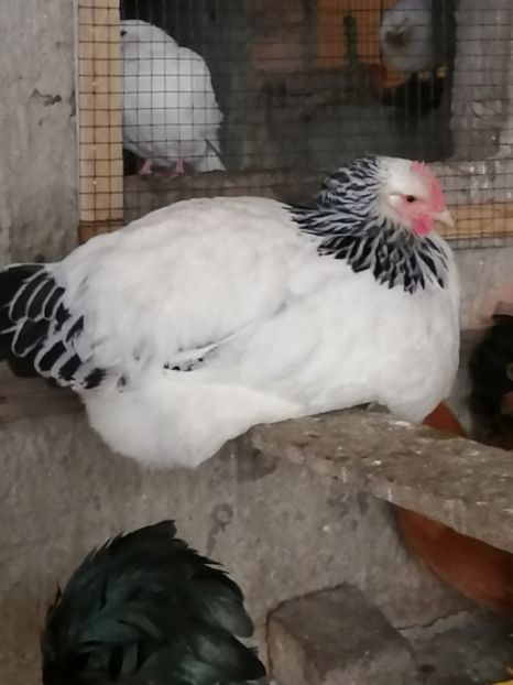 gaini Sussex - 2022 Sussex