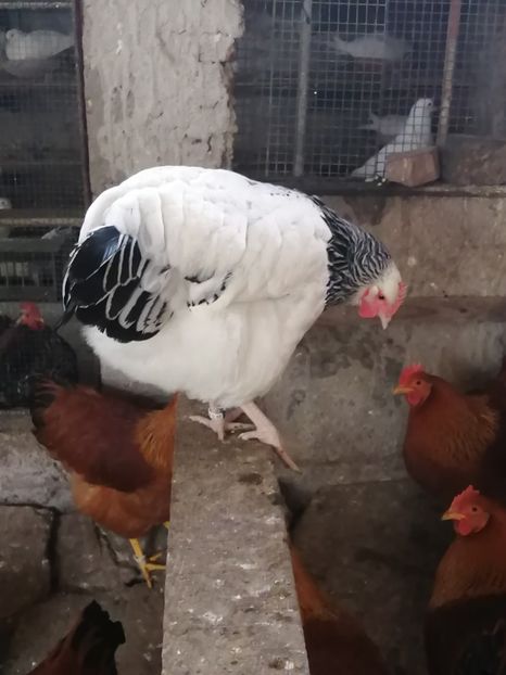 gaini Sussex - 2022 Sussex