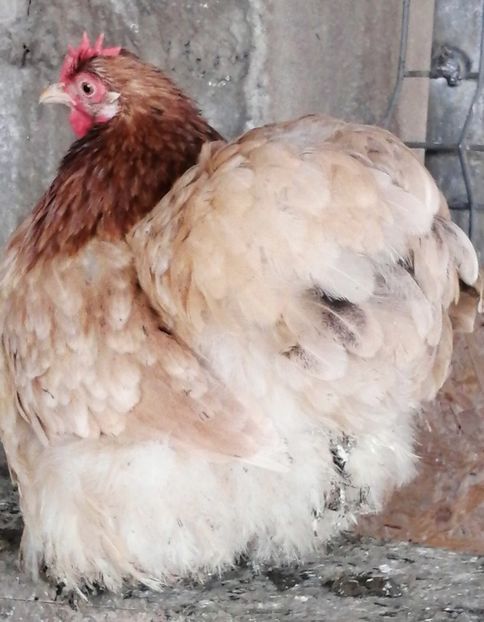 Cochin Pitic Grau - 2022 Cochin Pitic Grau