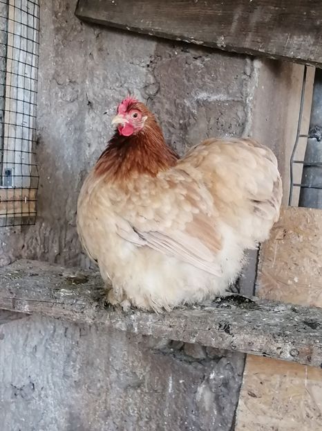 Cochin Pitic Grau - 2022 Cochin Pitic Grau