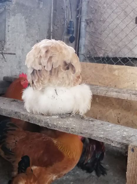 Cochin Pitic Grau - 2022 Cochin Pitic Grau