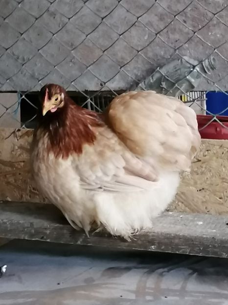 Cochin Pitic Grau - 2022 Cochin Pitic Grau