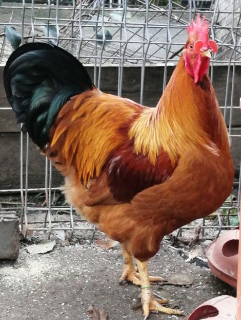 Cocos New Hampshire - 2022 New Hampshire