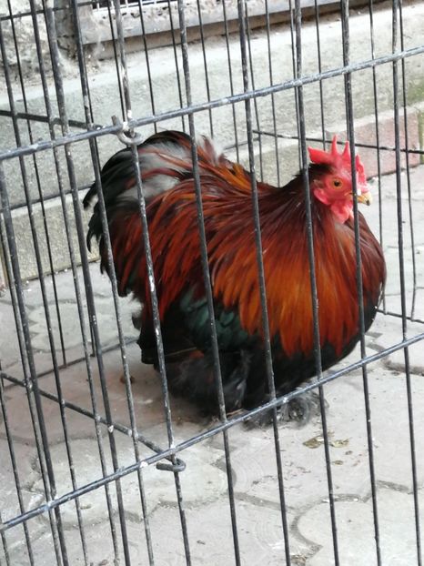 Cochin Pitic Grau - 2022 Cochin Pitic Grau