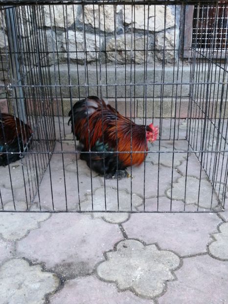 Cochin Pitic Grau - 2022 Cochin Pitic Grau