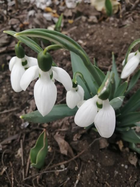  - Frumuseti la casa parinteasca