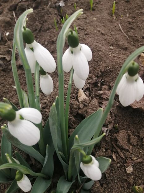  - Frumuseti la casa parinteasca