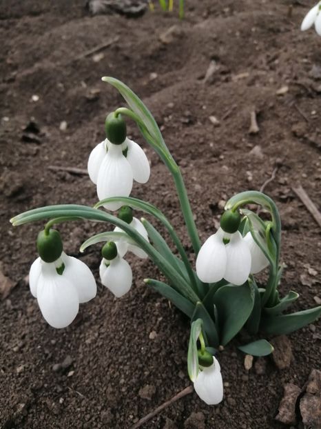  - Frumuseti la casa parinteasca