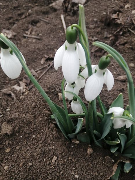  - Frumuseti la casa parinteasca