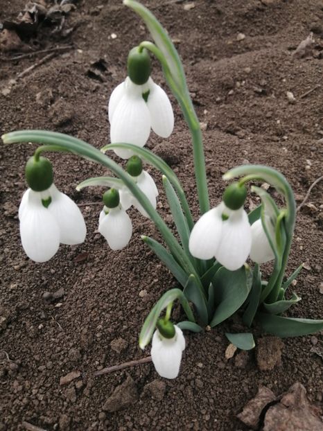  - Frumuseti la casa parinteasca