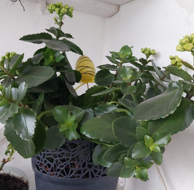  - Kalanchoe