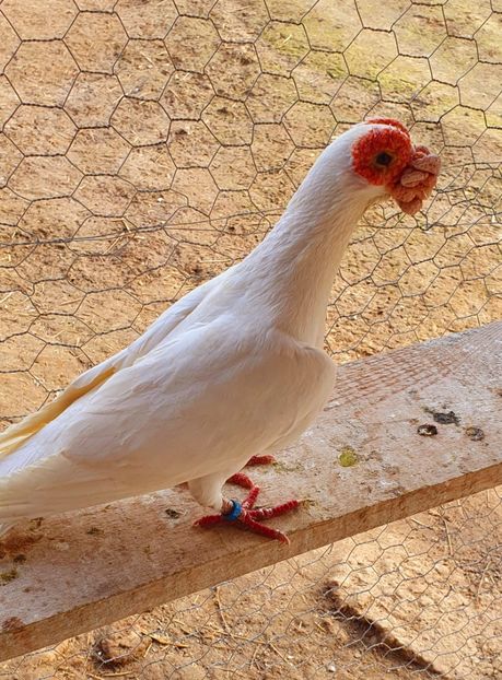  - GROUP FACEBOOK -BARB-CARUNCULAT-PIEGONS-