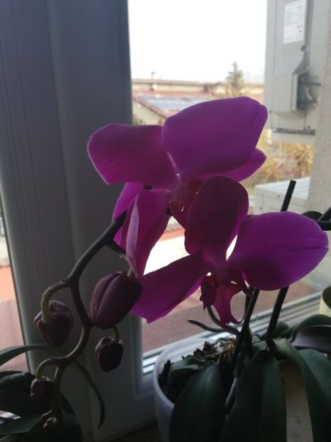  - Trandafiri la ghivece si plante dec la ghivece