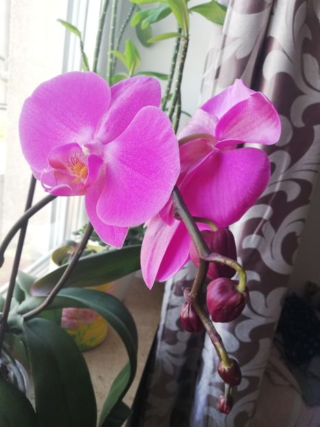  - Trandafiri la ghivece si plante dec la ghivece