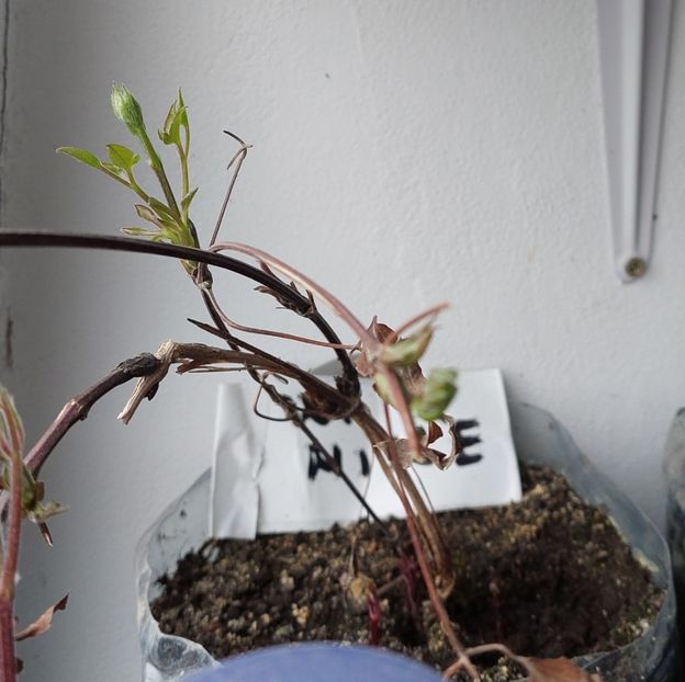  - Clematita Warszwaska Nike