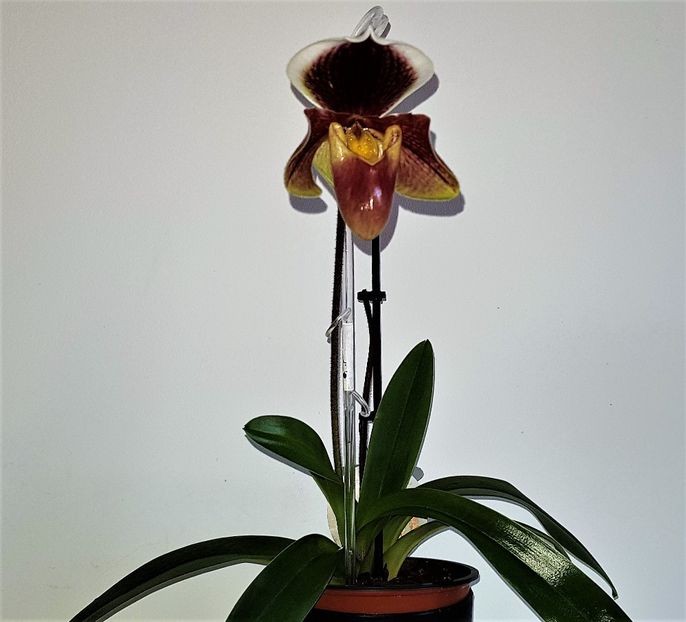  - Paphiopedilum