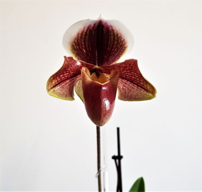  - Paphiopedilum