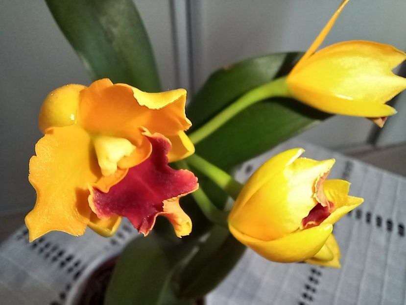 Rth. Shinfong Dawn "Orange & Red" - Orhidee