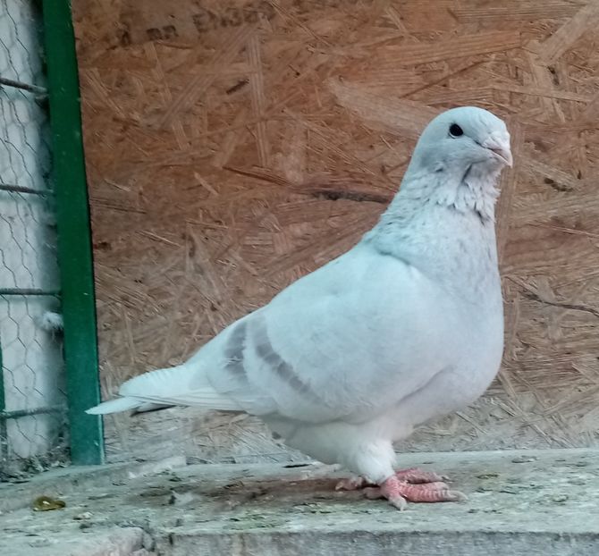  - Femele argintii 2022